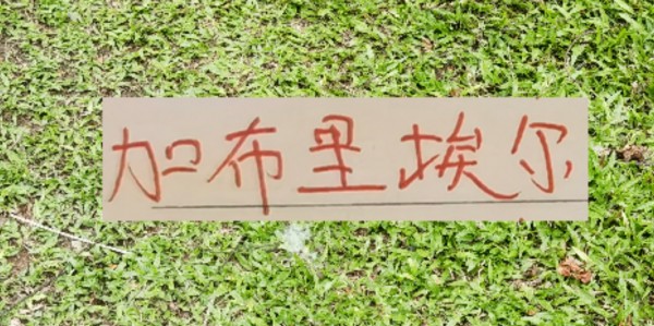 云开体育网址-拦不住申花降维打击！加布里不管咋样也是 低配版海港巴尔加斯